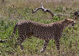 Cheetah, what a beauful animal